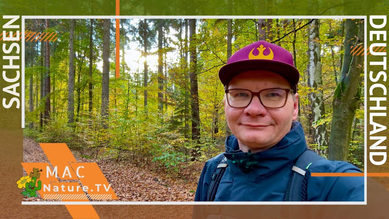 Die Dahlener Heide