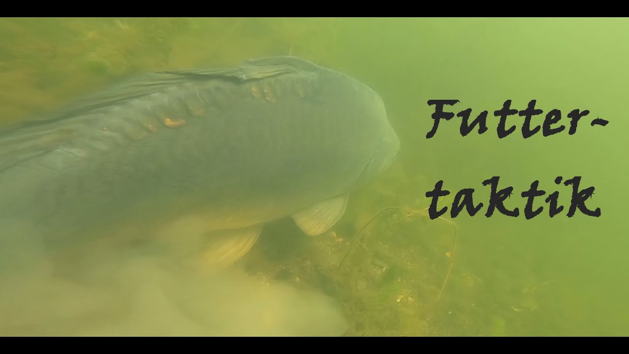 Karpfenangeln am Baggersee, Futtertaktik bei warmen Wasser