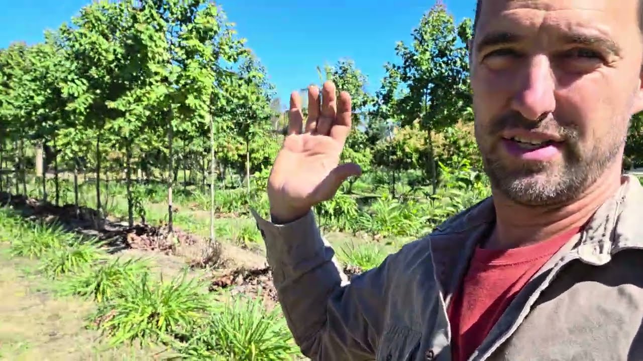 MANGOS FLOWERING IN THE SHADE! (tree line orientation explained)