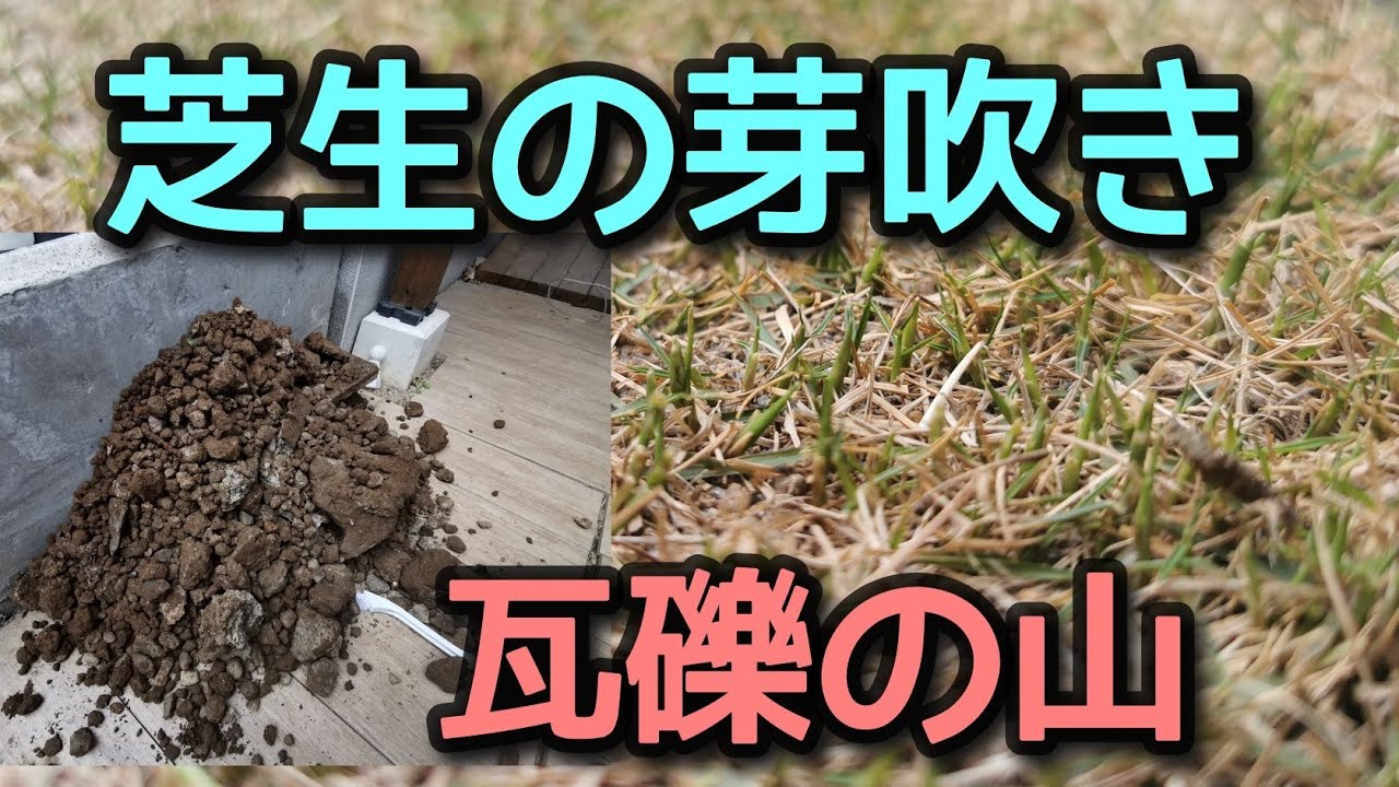 【芝生】新芽の下から瓦礫の山を取り出す