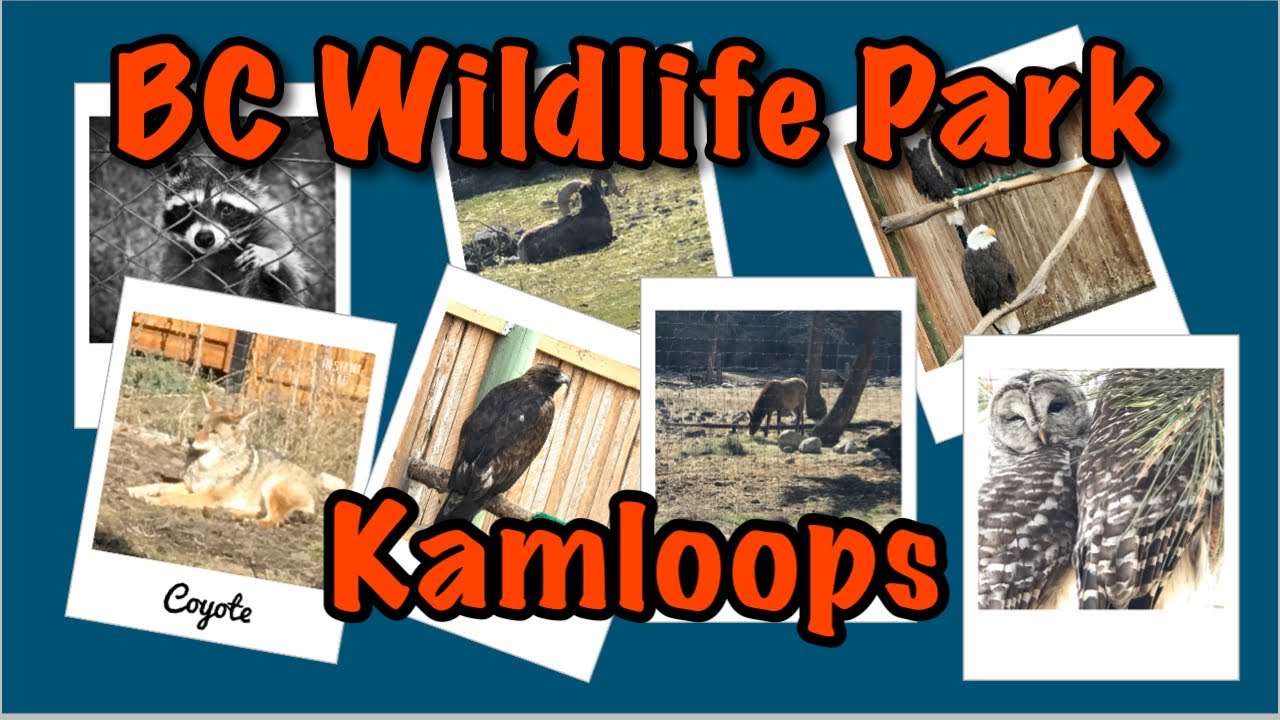 Парк дикой природы Британской Колумбии | Камлупс, Британская Колумбия