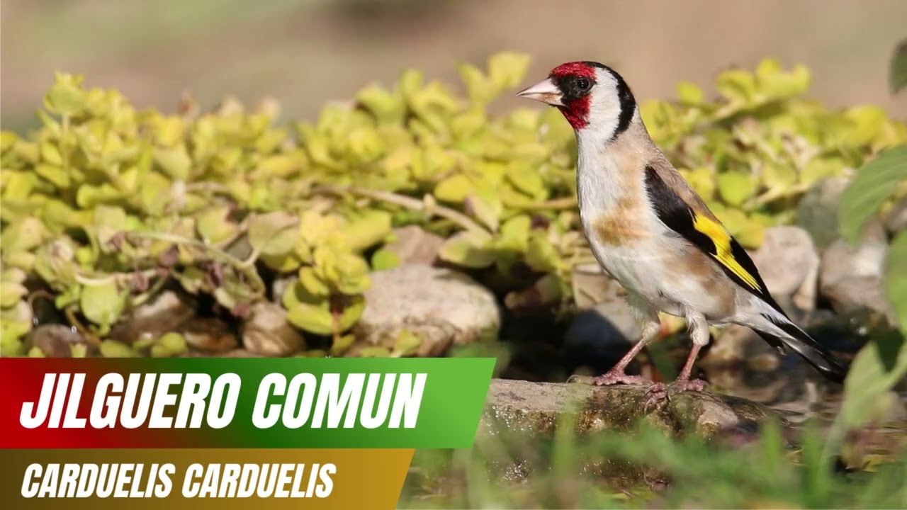 Canto del Jilguero Europeo (Carduelis carduelis) 🐦🌼
