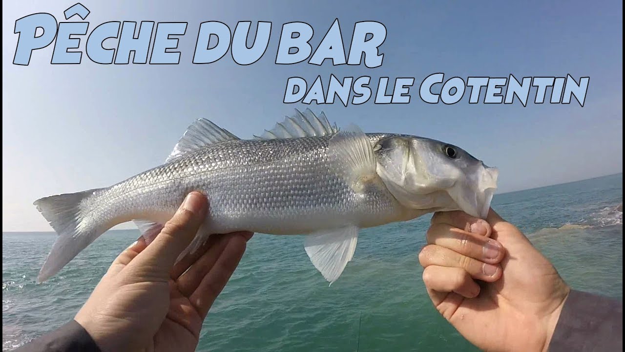 Pêche du bar du bord dans le Cotentin