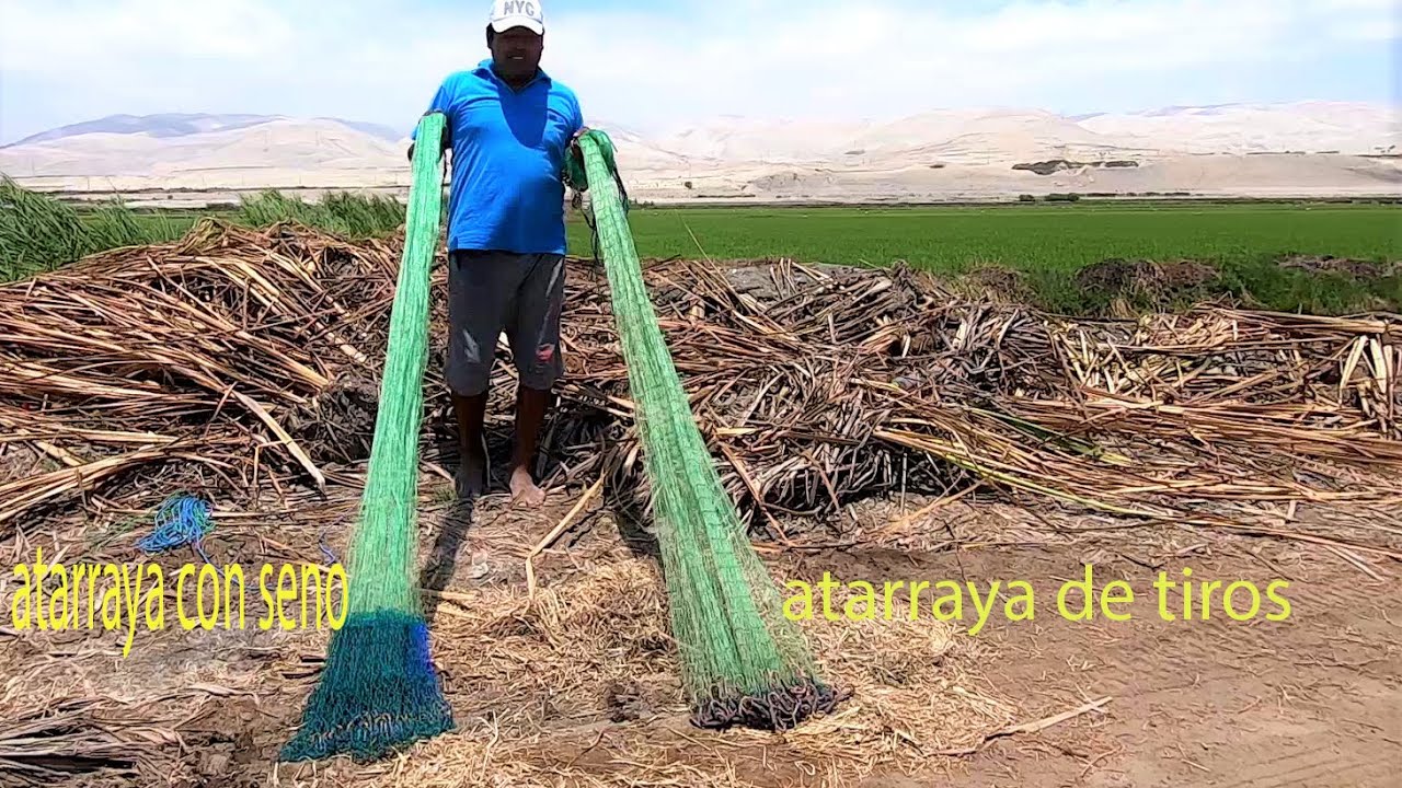 Mira #Atarraya de Tiros VS  #Atarraya con Seno Cual es más Efectivo Pescando Tilapias