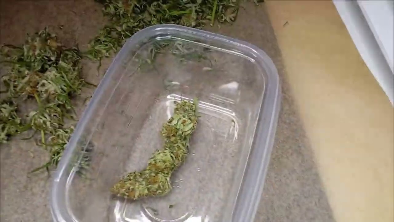Feinschnitt Special Kush Outdoor von BarneysFarm (Fem).