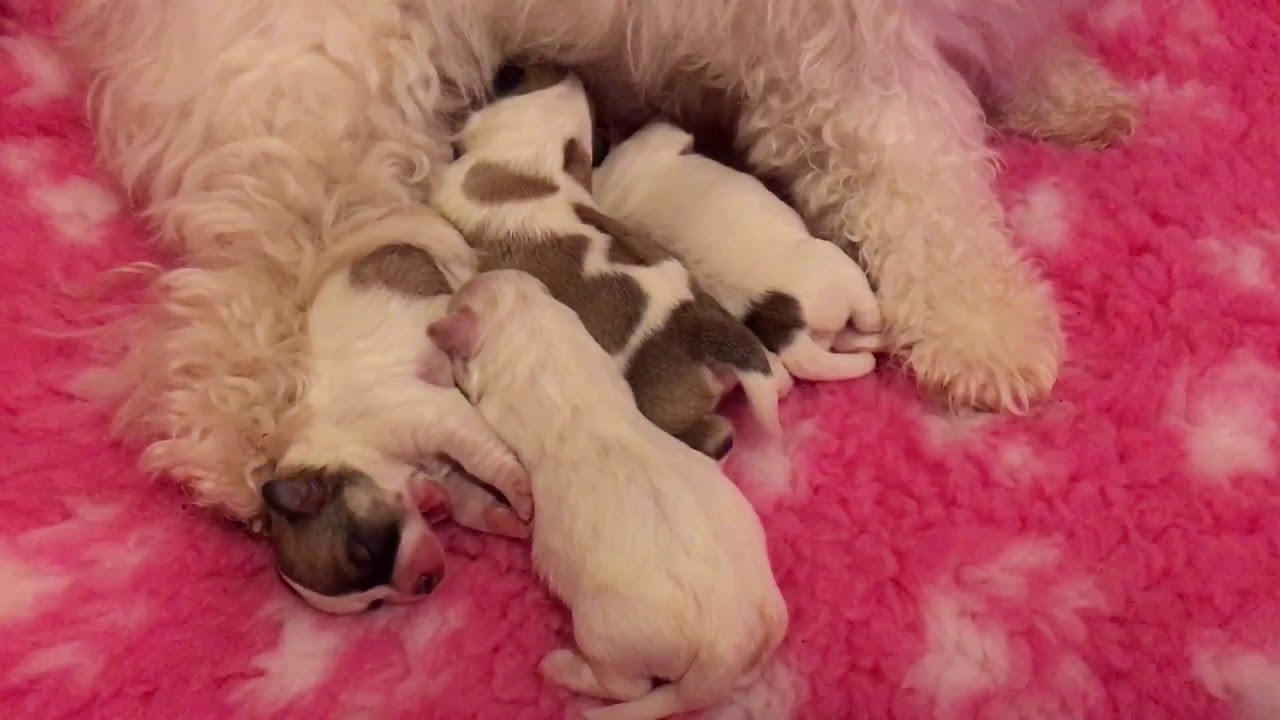 Cute Newborn Coton de Tulear Puppies - First week since birth
