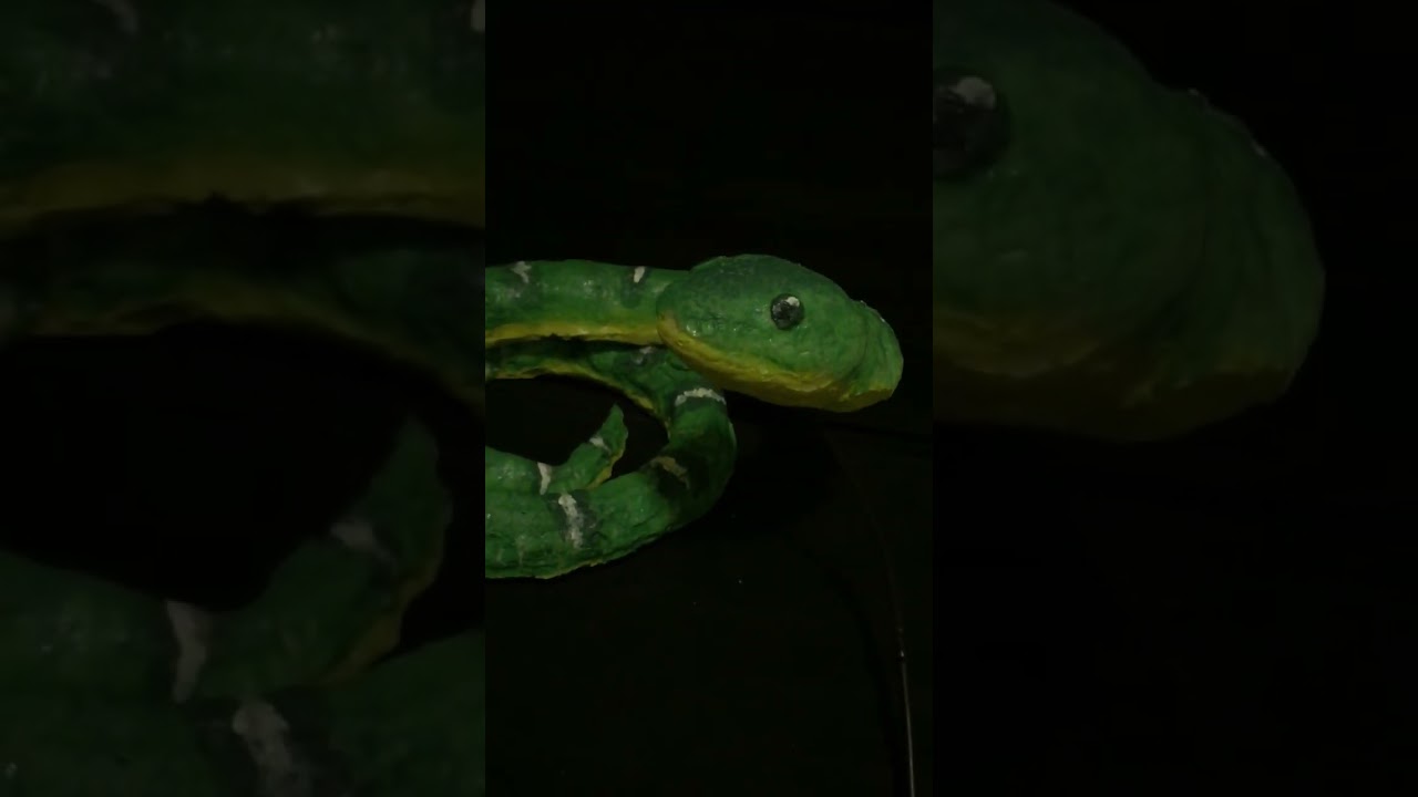 Emerald Tree Boa Costume / Prop #emeraldtreeboa #props #snake #halloween #foam #foamcrafts #costume