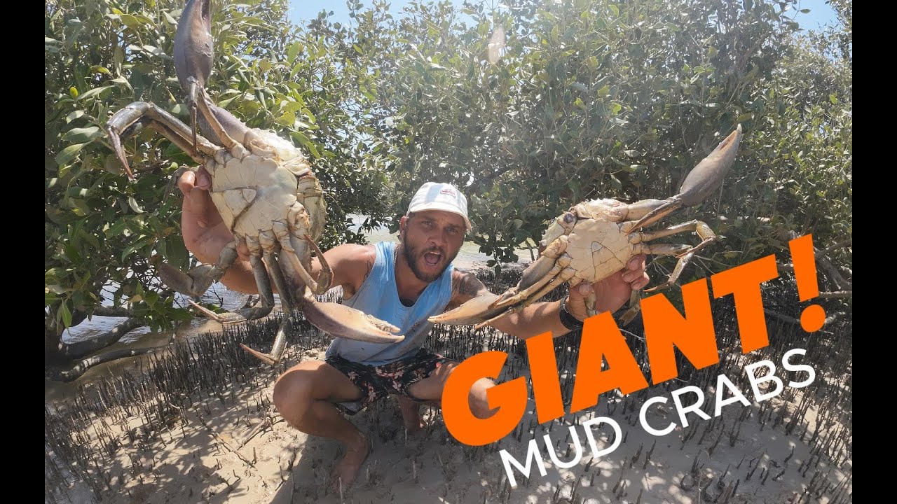 catching GIANT! mudcrabs in the Pilbara, THE BUDDAS GONE MAD