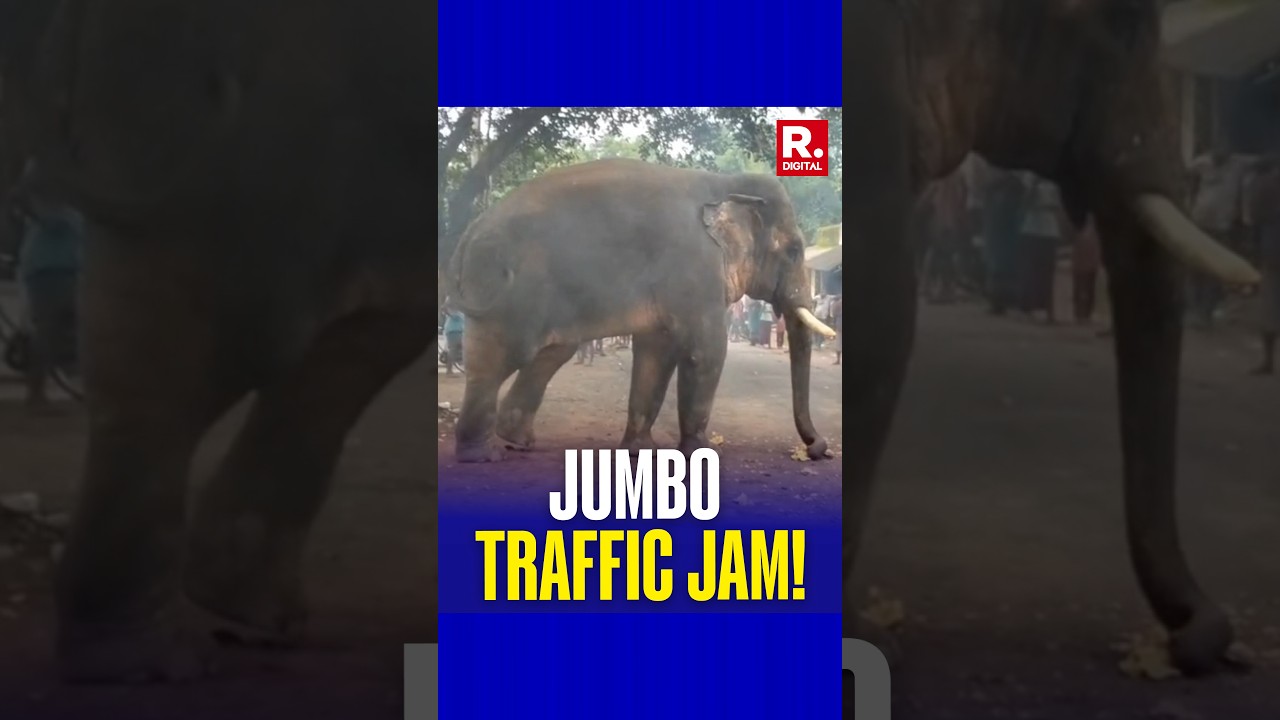 Wild Elephant Brings Traffic to a Standstill in Odisha's Mayurbhanj