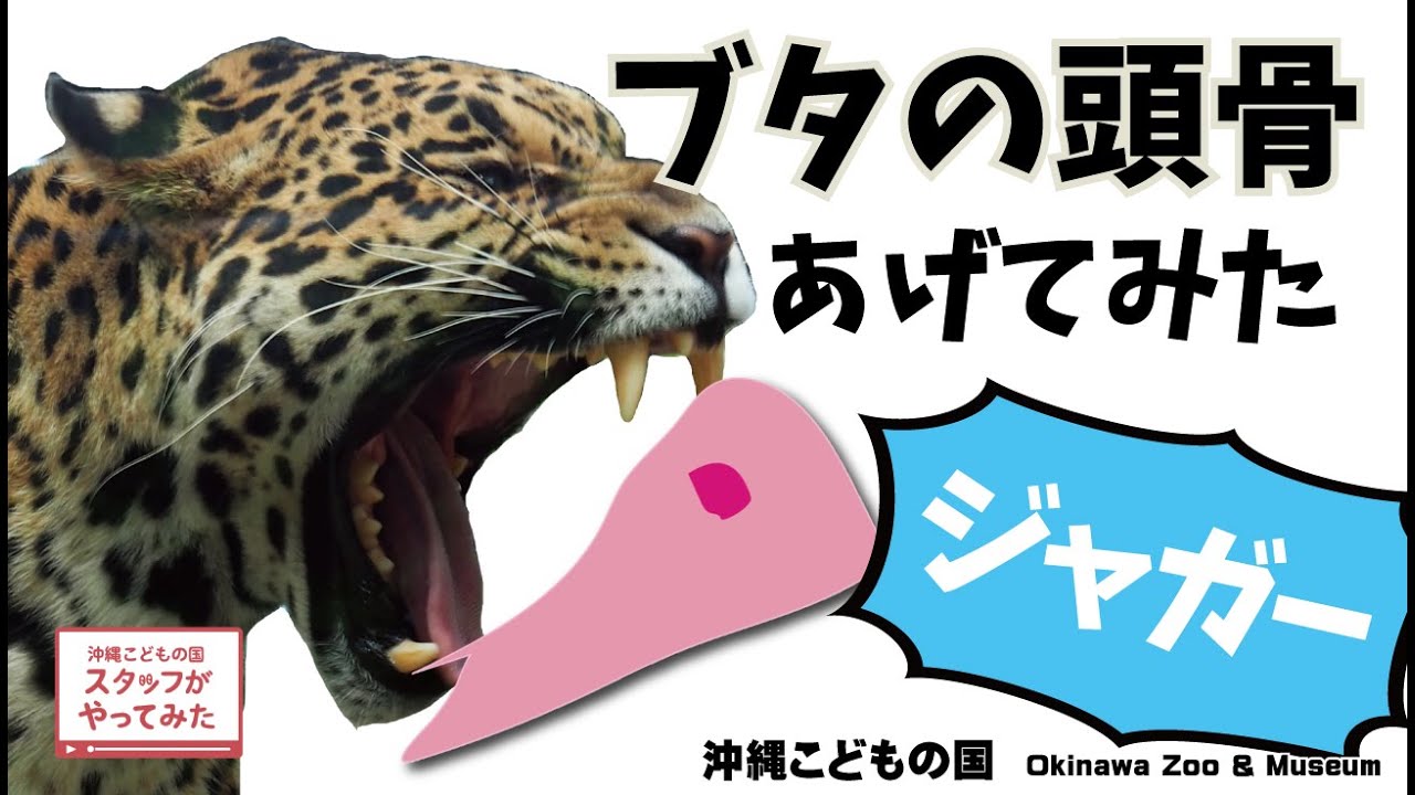 スタッフがやってみた！【ジャガーのハクにブタの頭骨あげてみた！】