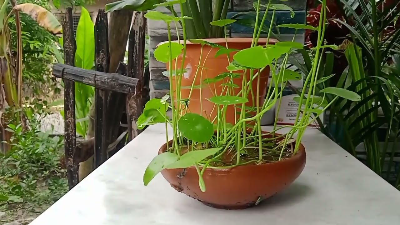 সঠিক নিয়মে কয়েন প্লান্ট করবেন কিভাবে/  How to Care for Your Coin plant #coin plant #কয়েন প্লান্ট