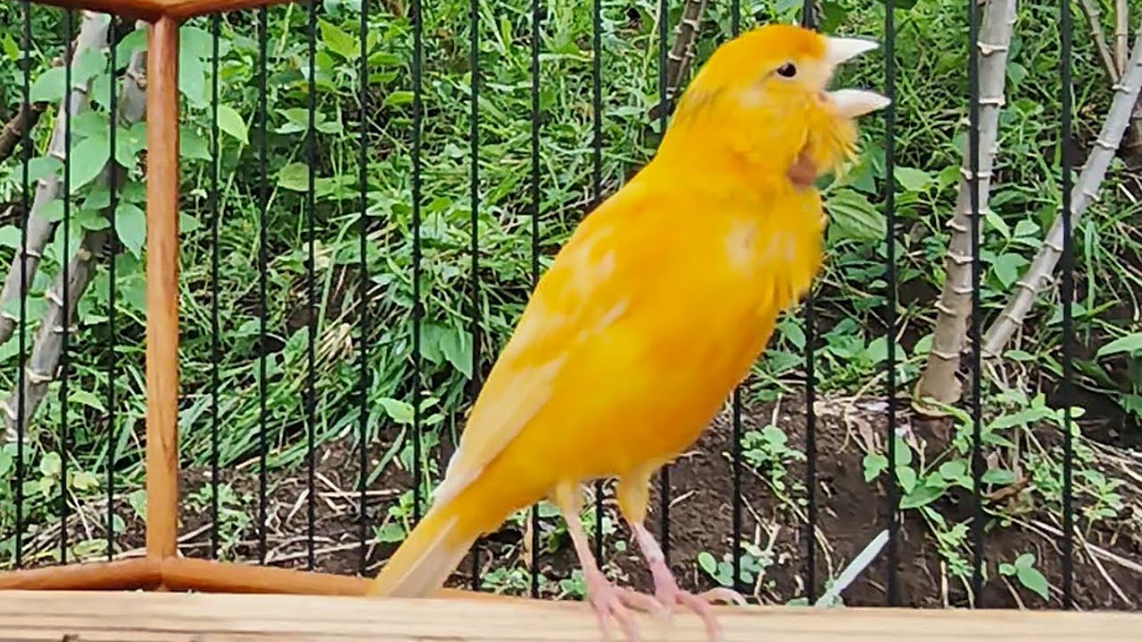 Tweets full of emotion from gacor canaries are effective for training young canaries.