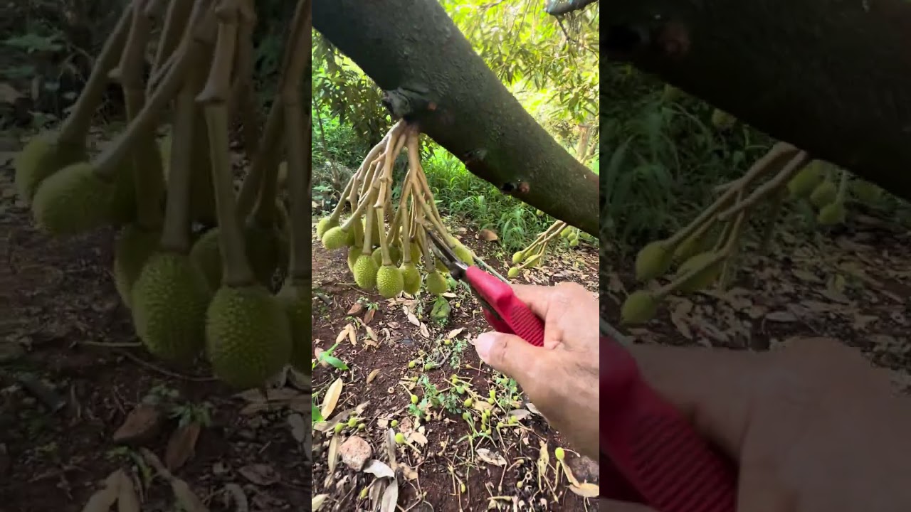 Musanking trái hơn 20 ngày tỉa bớt để bón phân 