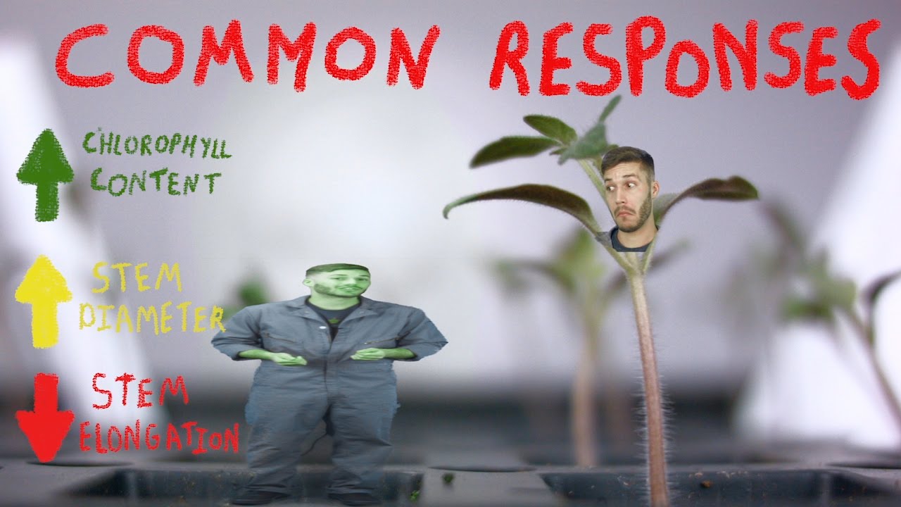 Thigmomorphogenesis