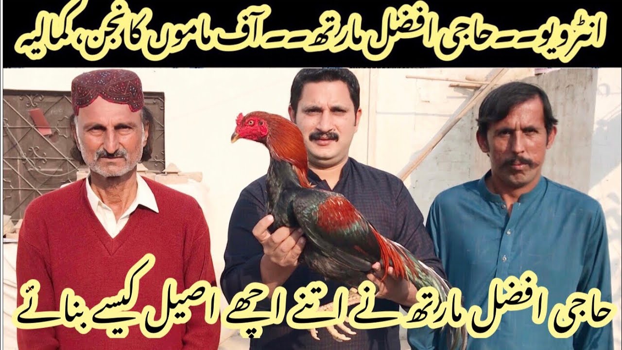 Haji afzal marath interview by Nadeem shah aseel | history of kamalia aseel