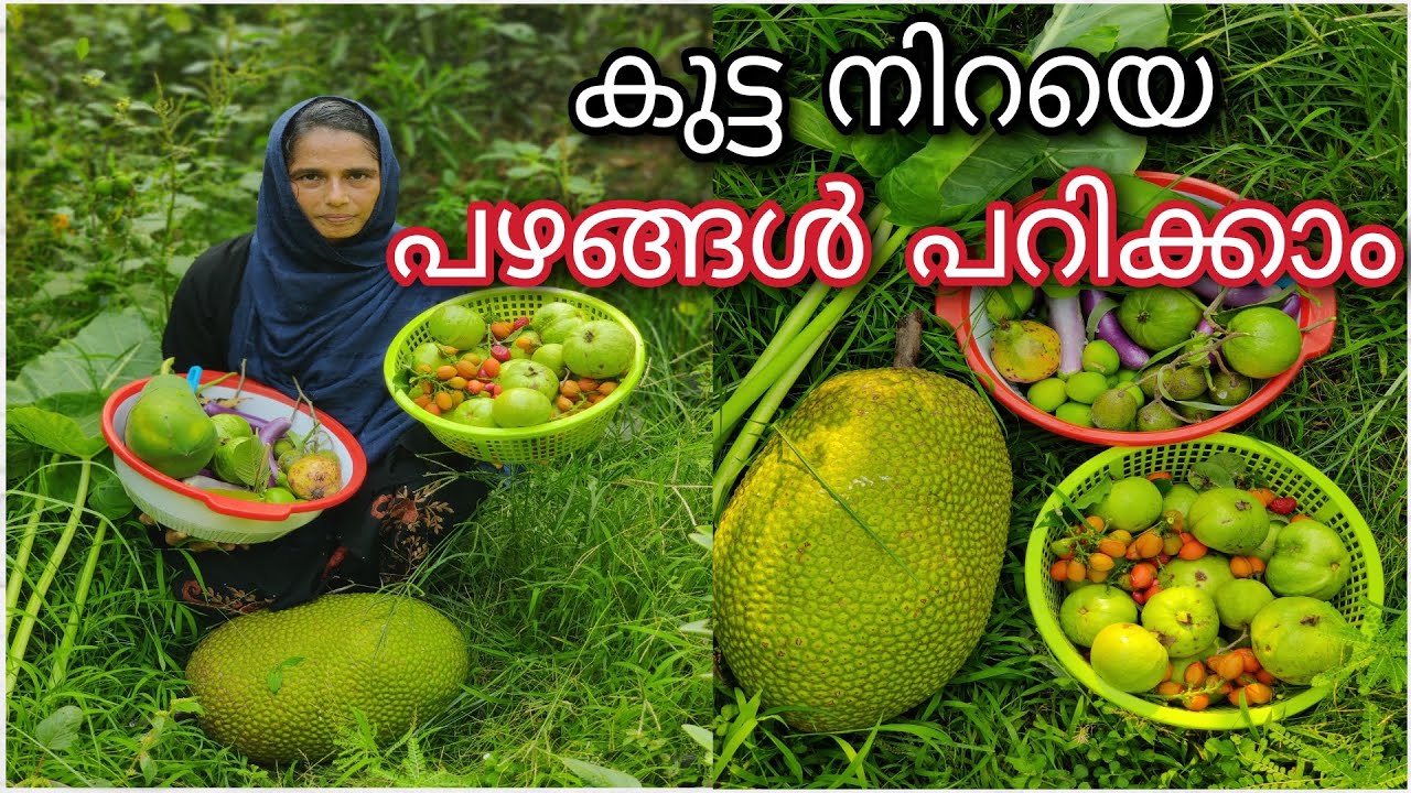 Fruits Harvesting in Malayalam | കുട്ട നിറയെ പഴങ്ങൾ പറിക്കാം | Vilavedupp | Sulfath's Green Diary