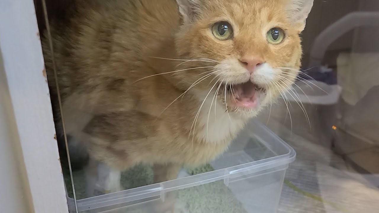 할배 2차 수혈은 보류! 컨디션 짱 좋아요!!