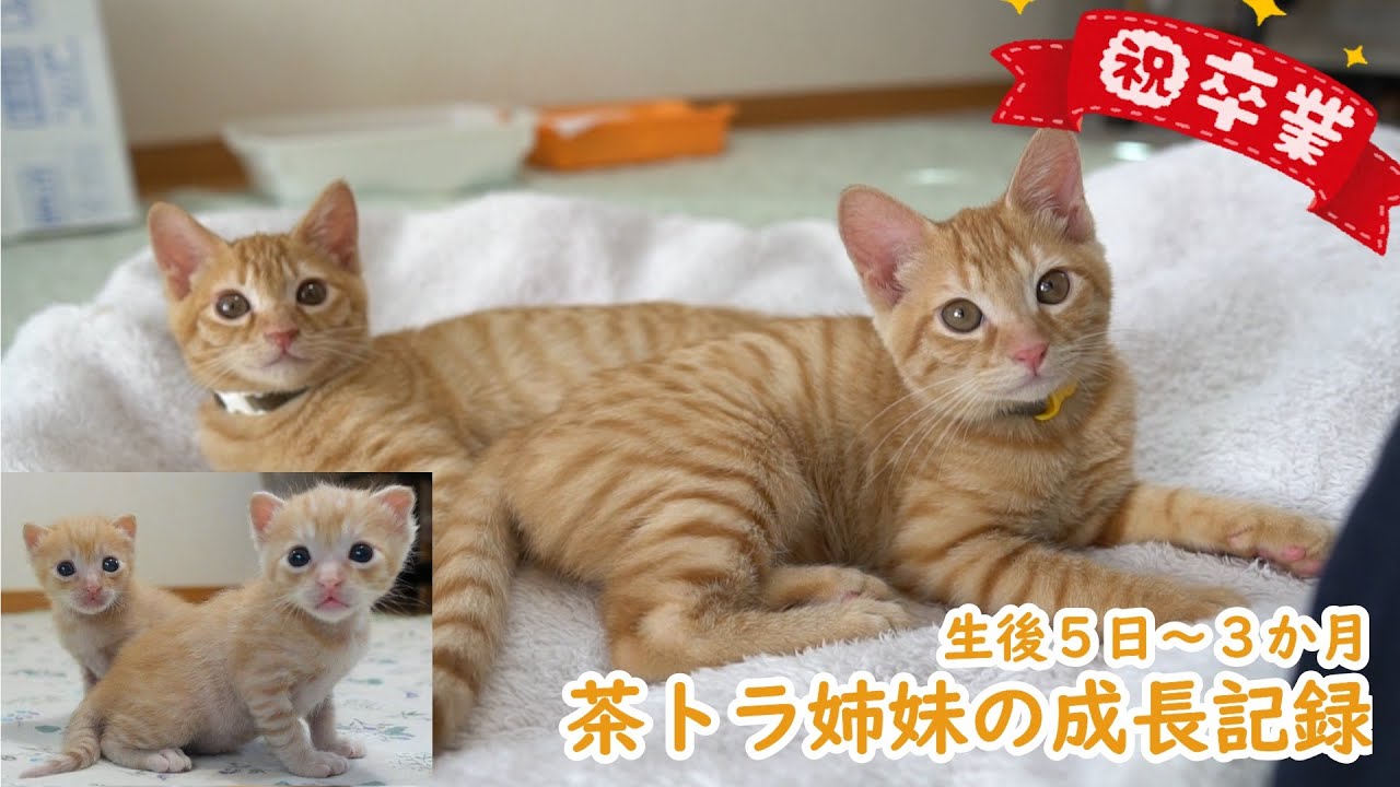 【祝卒業】保健所からやってきた茶トラ姉妹、３か月間の成長記録