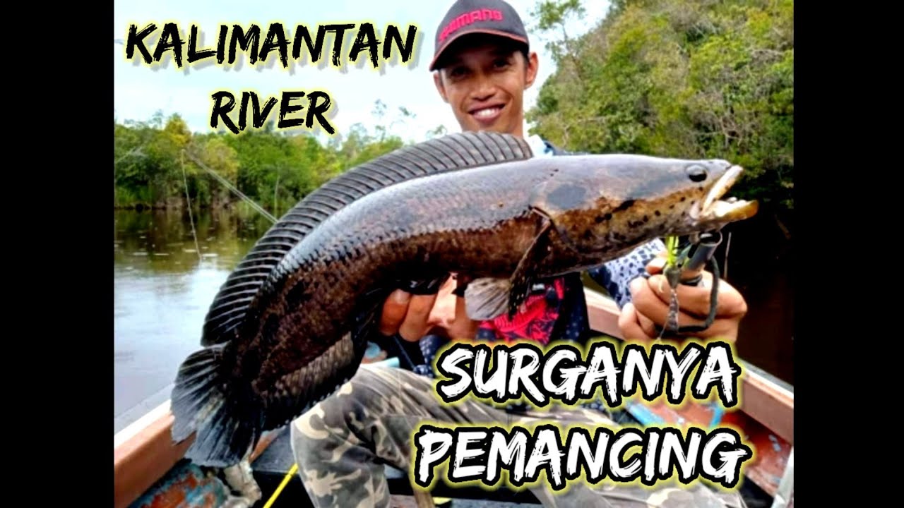 CASTING IKAN RUNTUK ATAU KIHUNG TOMAN KALIMANTAN