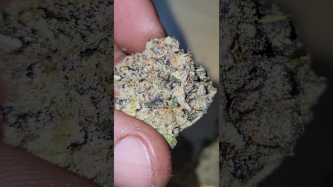 Purple Push Pop cultivated by Seed Junky