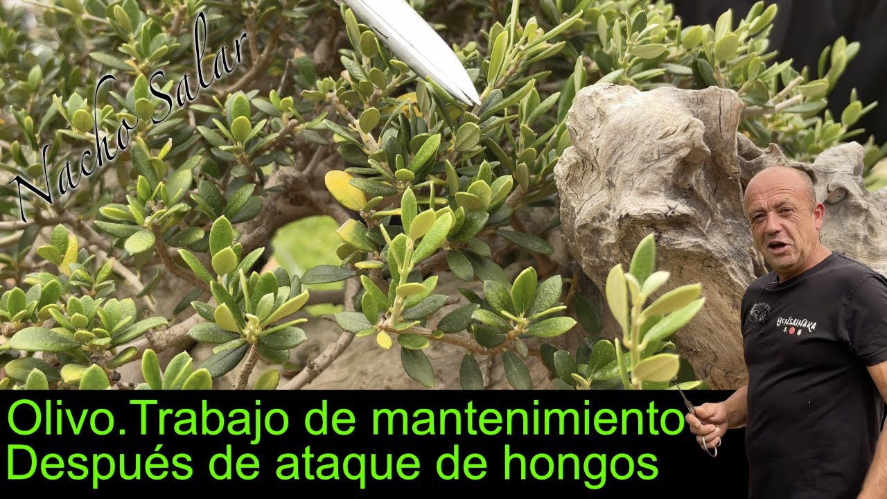 Olivo Trabajo de mantenimiento después de ataque de hongos