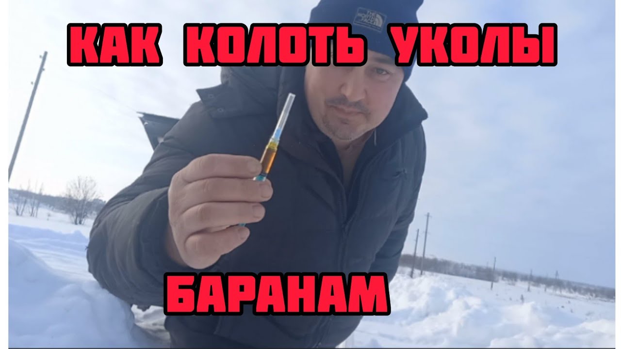 уколы баранам !! халява,)) ,  завтрак  фермеру!  )