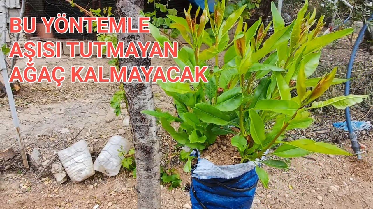 BADEM AĞACINA KABUK AŞISI ADIM ADIM TÜM DETAYLAR #bahçe #garden #köy