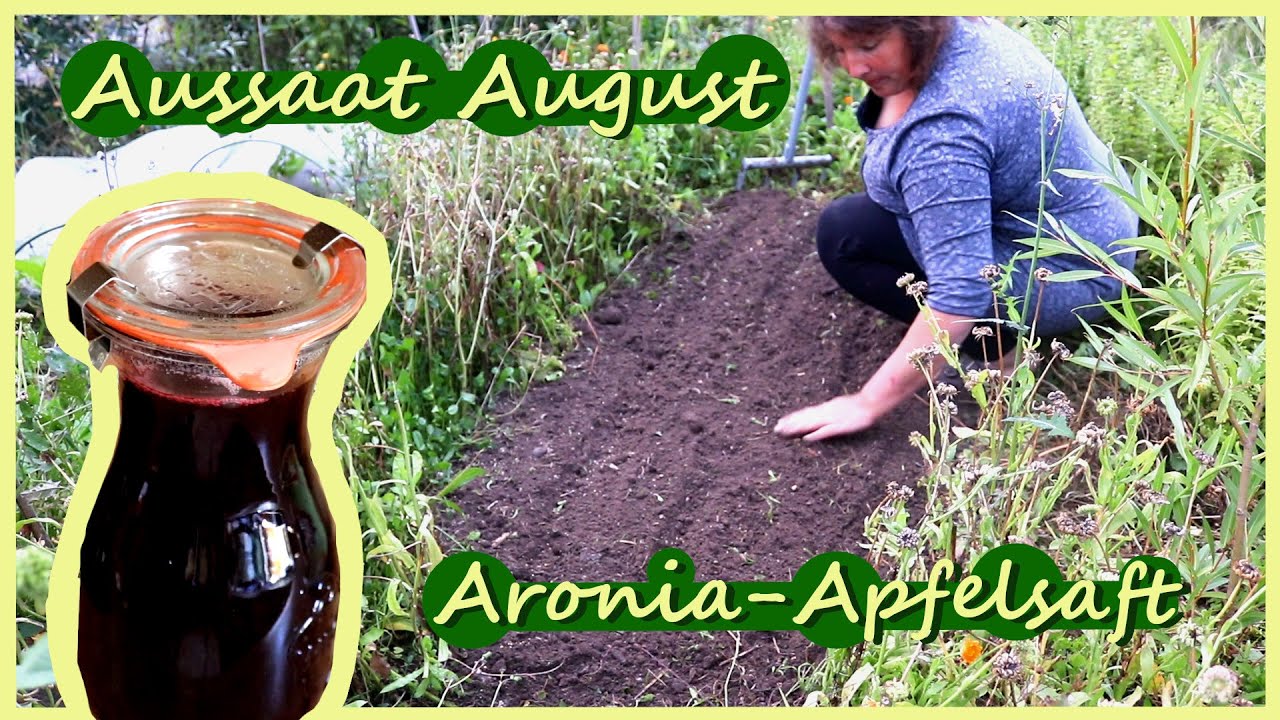 Garten im August Aussaat / Aroniasaft mit Apfel einkochen