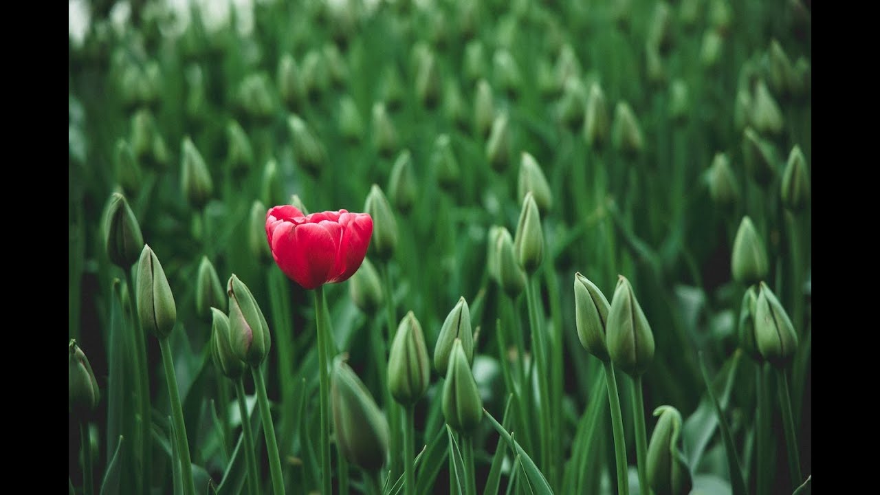 Making your application stand out as an IO/Occ/Business Psychologist