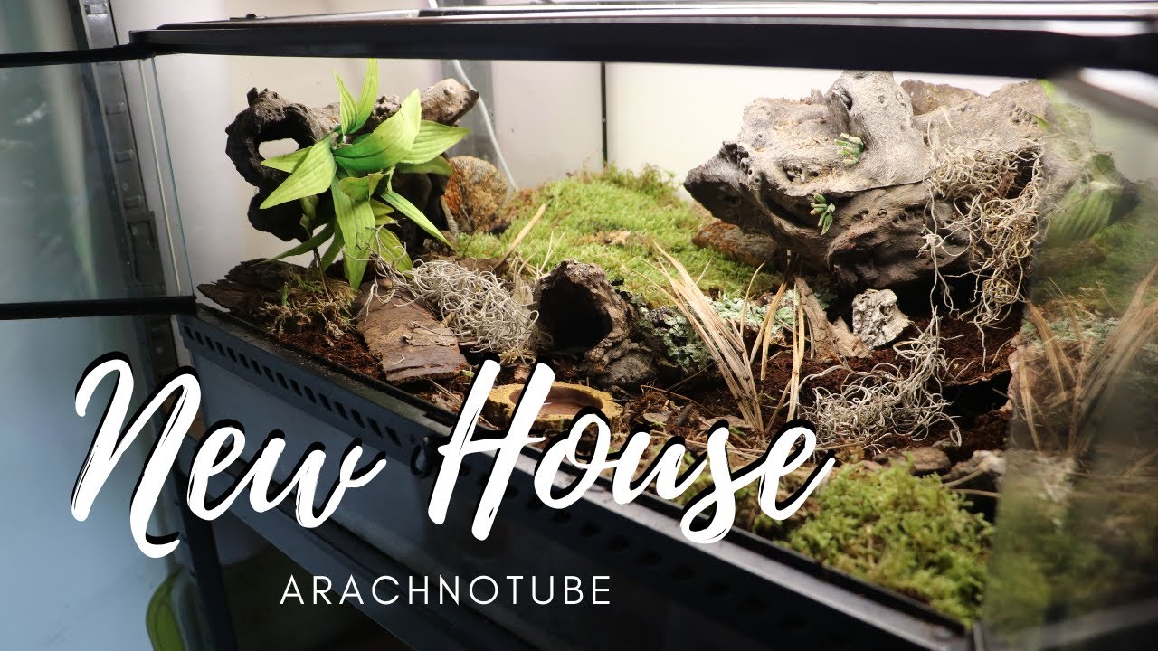 NEW house for the BIGGEST TARANTULA SPIDER on the PLANET! THE GOLIATH!!!