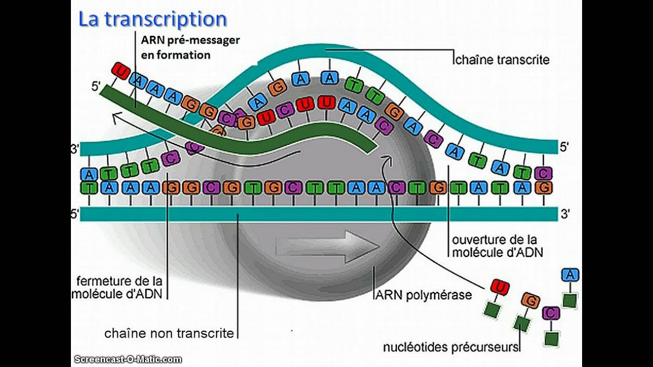 De l'ADN &agrave; l'ARNm