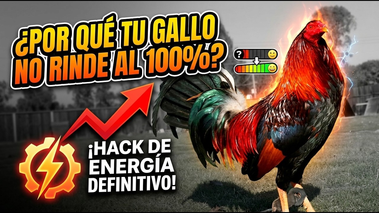 ¿Por qué tu Gallo fino no alcanza su máximo potencial? El hack de energía definitiva.