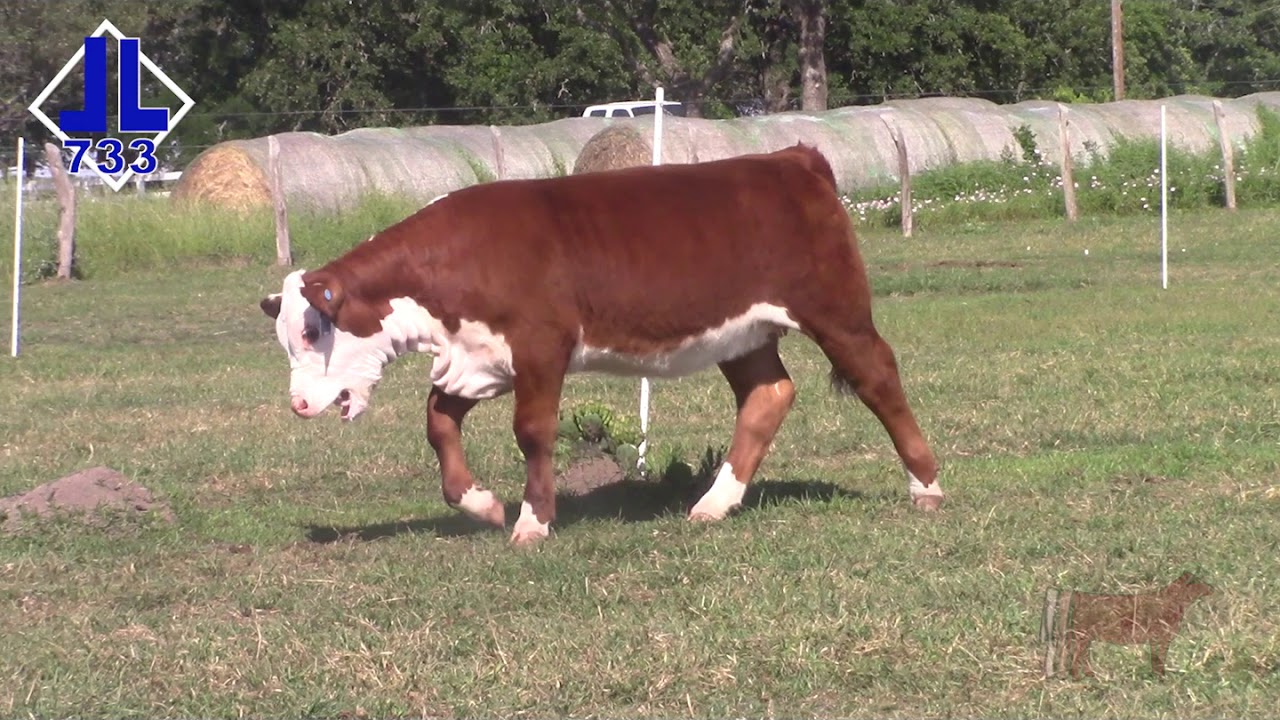 Lot 1 - DBLL JR 109 MAYBLE 733 ET