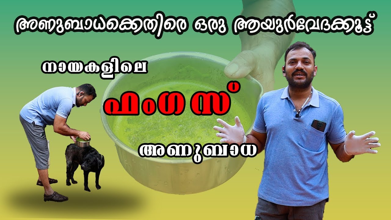 നായകളിലെ ഫംഗസ് ബാധയ്‌ക്കെതിരെ ആയുർവേദ ചികിത്സ