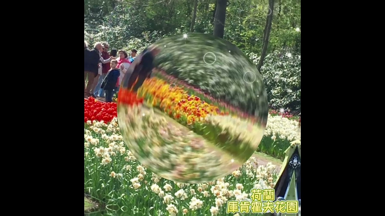 #荷蘭#庫肯霍夫（Keukenhof)花園#鬱金香#beautiful