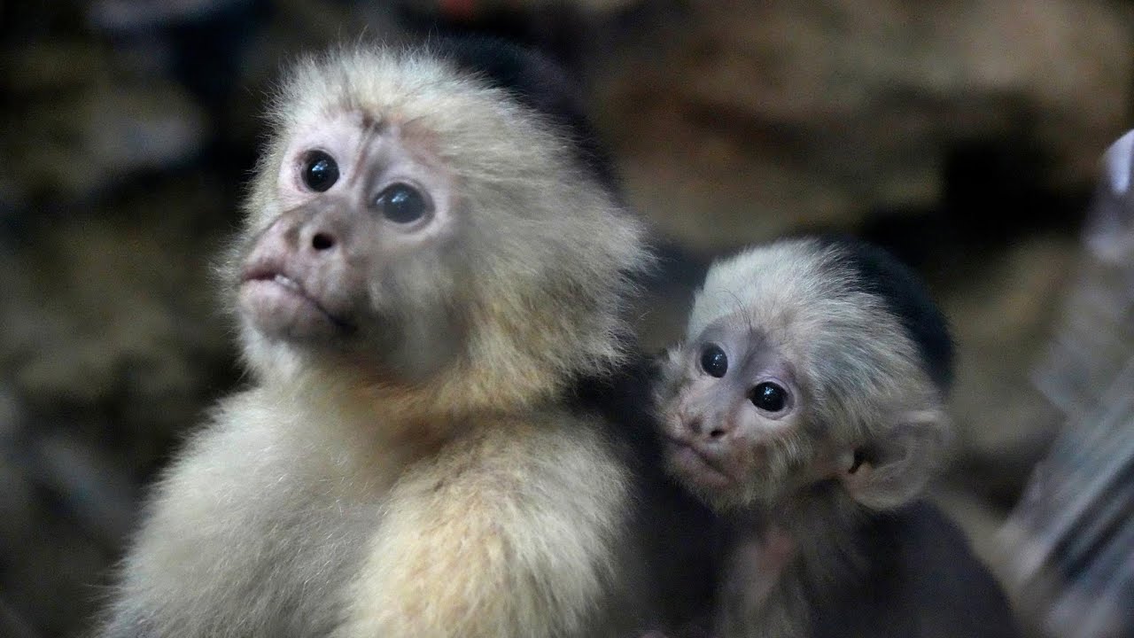 Visitamos el Zoo de Castellar en Cádiz