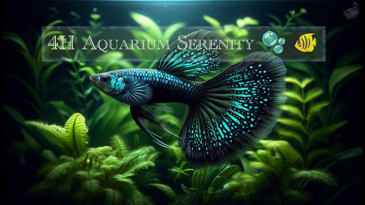 Teal Blue Betta Serenity 🐠🌿 | 4 Hours of Aquarium Calm & Gentle Water Sounds in 4K