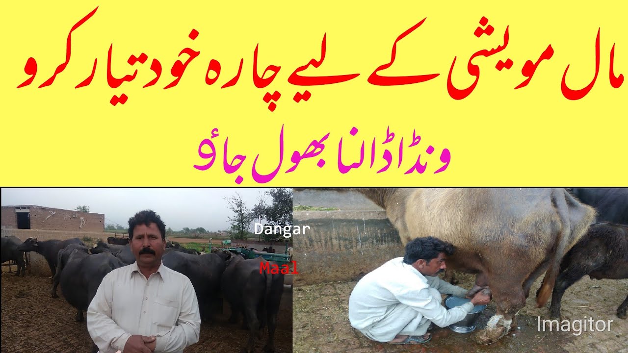 چار بھینسوں کا پورے سال کا چارہ تیار کریں اتنا کم خرچہ??The best fodder for cow buffaloes vidio no13