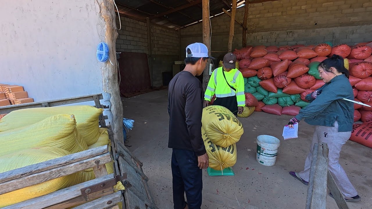 ເຂົ້າເມືອງ ຂາຍເຂົ້າໄຮ່ | ไปขายข้าวไฮ่