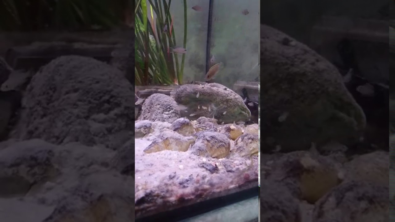 Neolamprologus similis