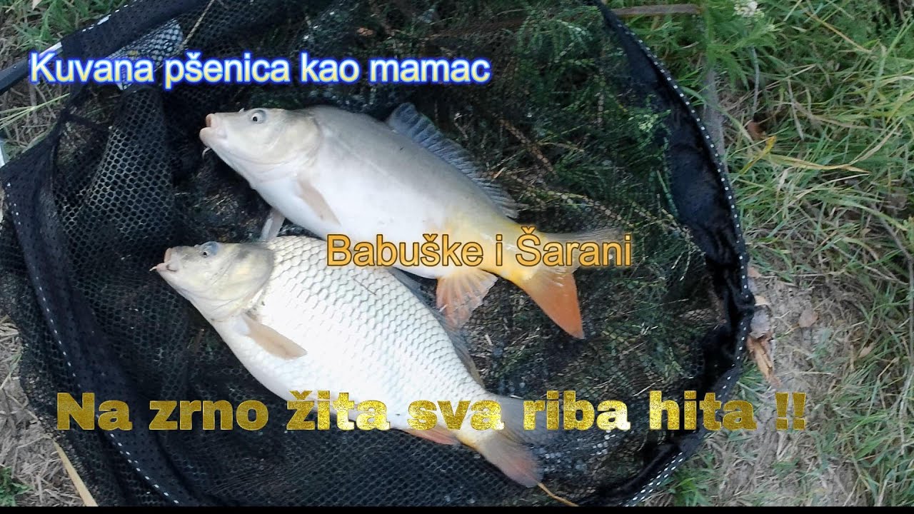 Na zrno žita sva riba hita!! Fishing on boiled wheat!!