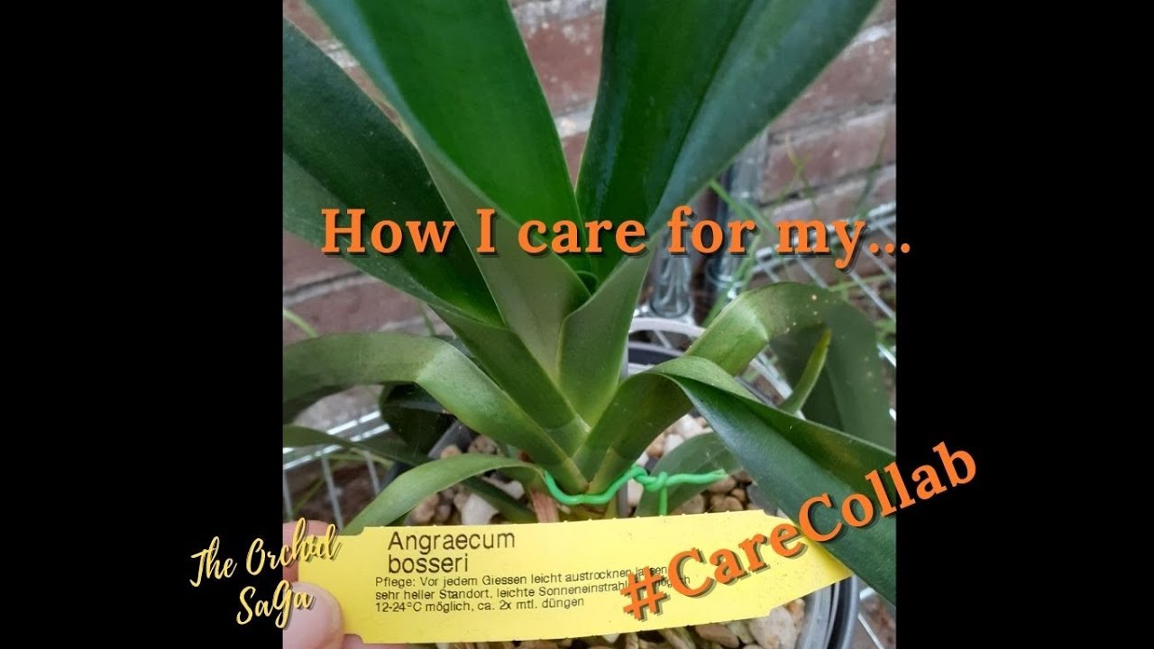 How I care for my Angraecum bosseri #CareCollab