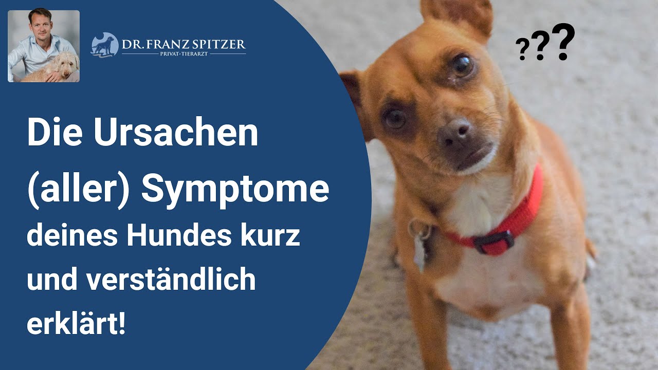 Die Ursachen (aller) Symptome deines Hundes kurz und verständlich erklärt!