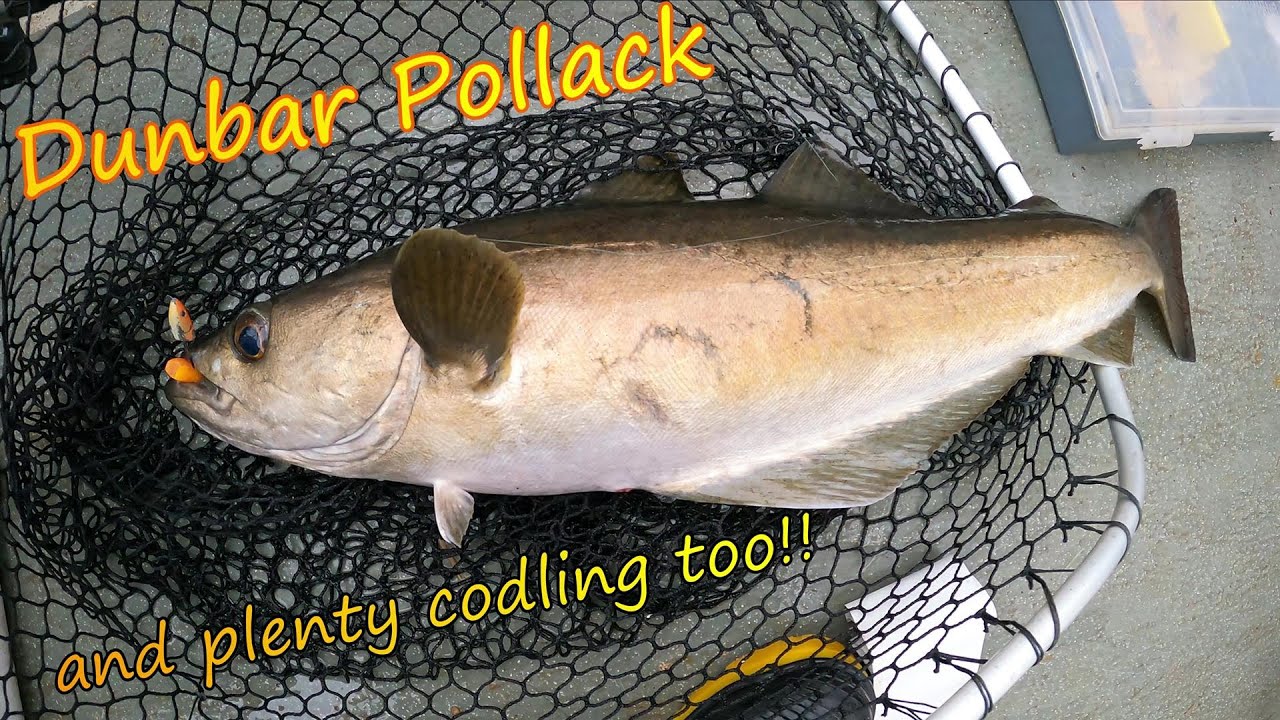 My Best Dunbar Pollack | A fine morning afloat
