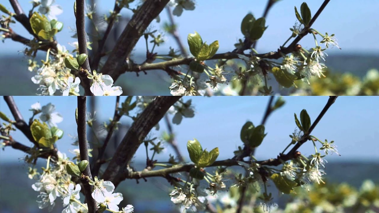 Sony a5100 xavcs 'v' avchd codec side by side comparison