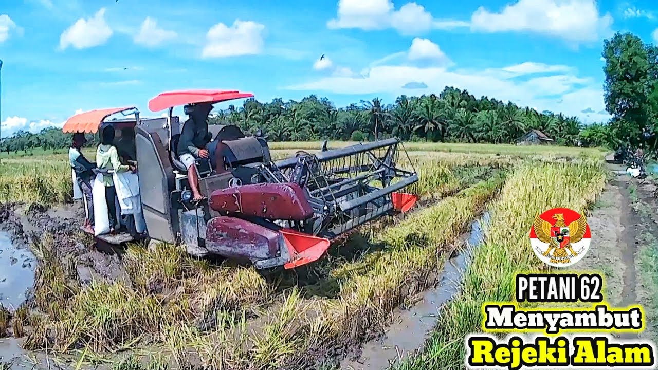 Menyambut Rejeki Dari Sawah Panen Padi Hasil Melimpah
