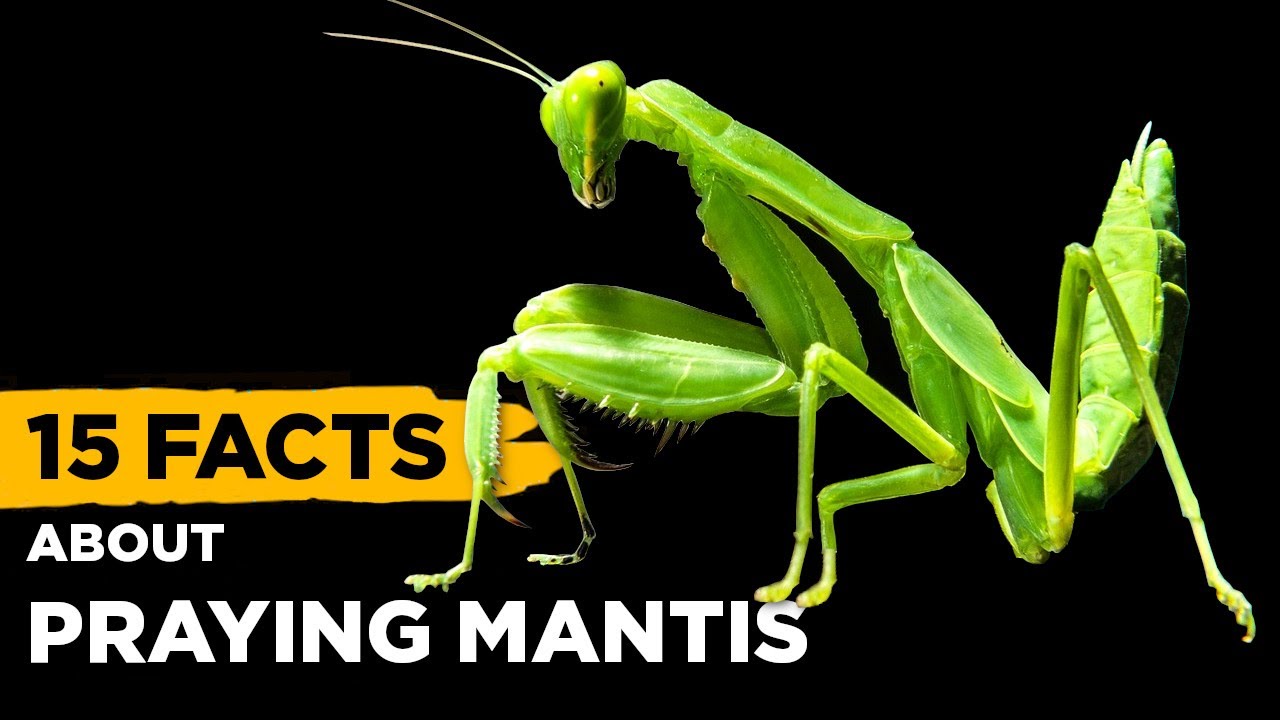 15 Fascinating Facts About Praying Mantis