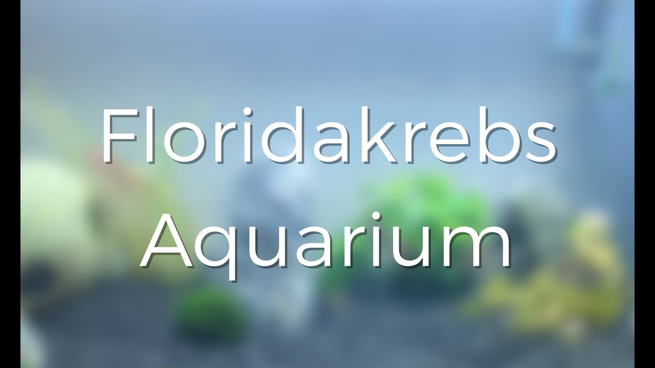 Floridakrebs Aquarium 60 Liter  |  lordsoffish