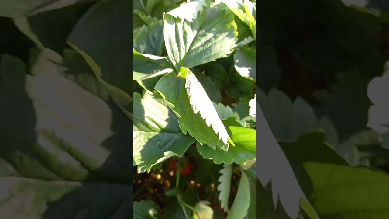 Купчиха, Азия, Челси, Черный Принц и др