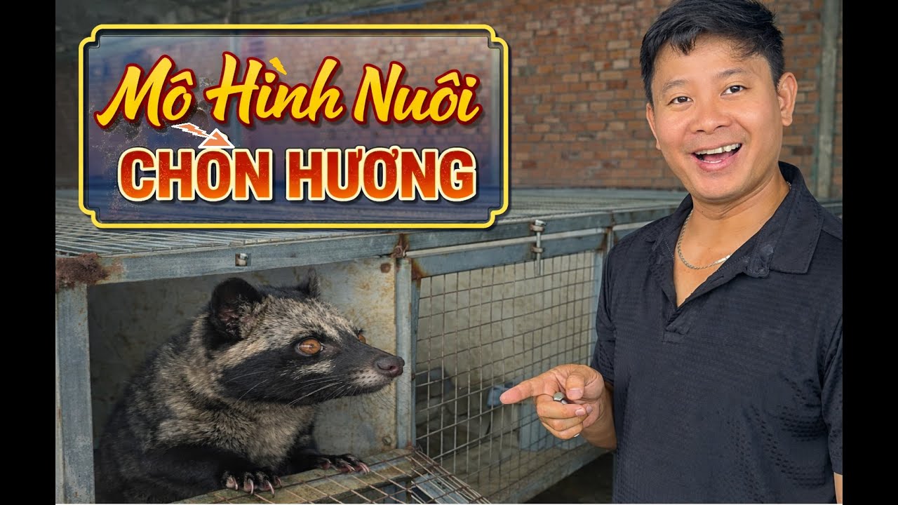 Mô Hình Nuôi Chồn Hương Thực Tế | Chuồng Trại – Sinh Sản – Hiệu Quả Kinh Tế #trainghiem #channuoi